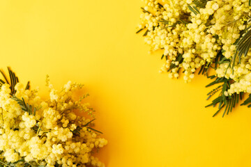 Mimosa fresh flowers