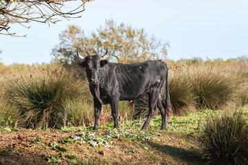 Jeune Taureau de Camargue dans le sud de la France. Taureaux élevés  dans les étangs de Camargue pour les courses Camarguaises.