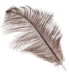 Foto op Canvas brown dark fluffy ostrich feather isolated on white © Alexander Potapov