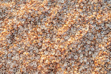 abstract background shells on the sea beach