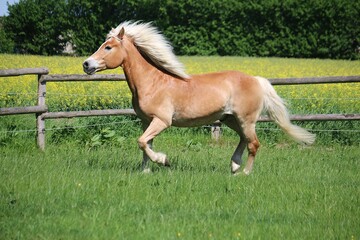 Obraz na płótnie Canvas beautiful haflinger horse with beautiful hair is running on the paddock