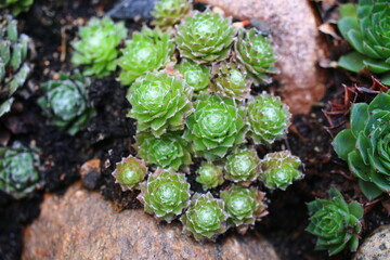 rojnik pajęczynowaty Lemon Babies sempervivum