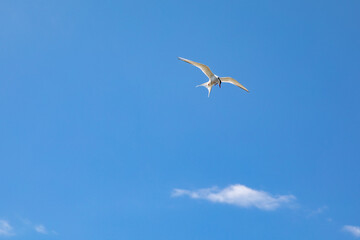 Terns (Sterninae) are a subfamily in the gull family (Laridae) which consists of nine genera with a total of 38 species.