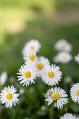 Close-up of common daisy (Bellis perennis) blooming in a meadow in spring, İstanbul- Turkey © burhan