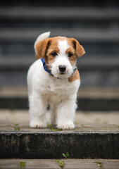 jack russell puppy running up the stairs