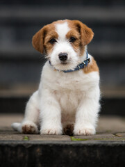 jack russell puppy sitting on the stairs