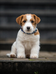 jack russell puppy sitting on the stairs