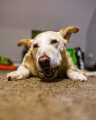 Labrador Retriever Eating A Snack