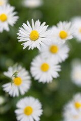 Close-up of common daisy (Bellis perennis) blooming in a meadow in spring, İstanbul- Turkey