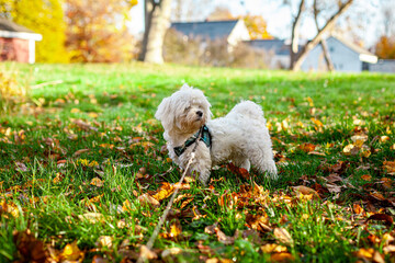 Cute Maltese Puppy Playing in Fall New England Backyard