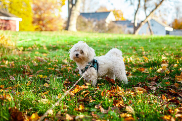 Cute Maltese Puppy Playing in Fall New England Backyard