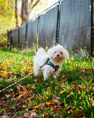 Cute Maltese Puppy Playing in Fall New England Backyard