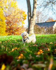 Cute Maltese Puppy Playing in Fall New England Backyard