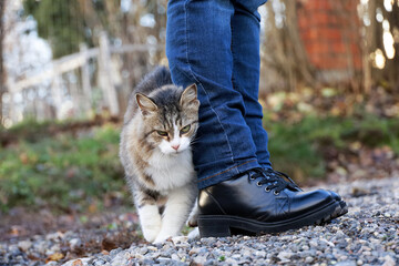 Cat rubs against female legs in jeans on autumn street. Pet fawning over a woman