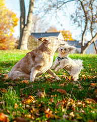 Old Labrador Retriever Playing With Young Maltese Puppy