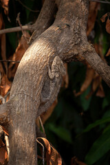 Panther chameleon in the forest. Chameleon is climbing on the branch. Wildlife in Madagascar. Animals during autumn time. 