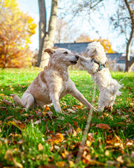 Old Labrador Retriever Playing With Young Maltese Puppy