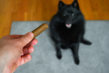 Dog is waiting for tasty treat. Dog training.