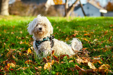 Cute Maltese Puppy Playing in Fall New England Backyard