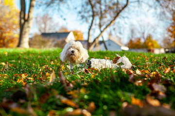 Cute Maltese Puppy Playing in Fall New England Backyard