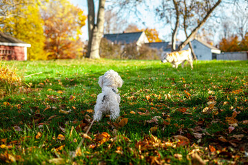 Cute Maltese Puppy Playing in Fall New England Backyard