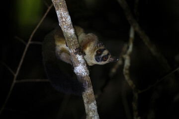 Pale fork marked lemur in the Kirindy park. Phaner pallescens during night walk on the Madagascar. Wildlife on Madagascar island. 