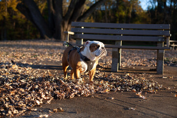 Cute Bulldog At Sunset