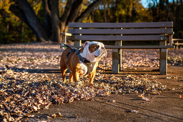 Cute Bulldog At Sunset