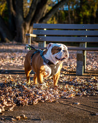 Cute Bulldog At Sunset