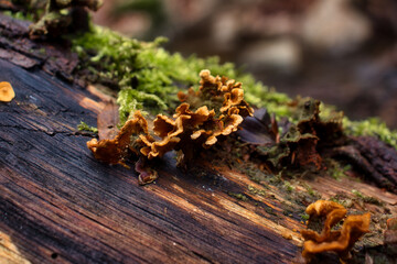 Small brown mushrooms growing on a log in the Bingen Forest of Germany on a winter day.