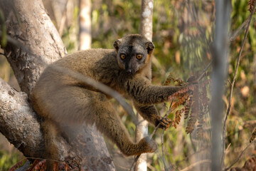Rufous brown lemur in Kirindi park. Exotic safari on Madagascar. Lemurs in the forest. Brown lemurs in the troop.
