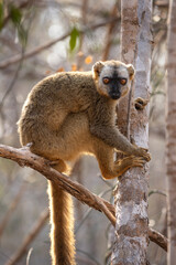 Rufous brown lemur in Kirindi park. Exotic safari on Madagascar. Lemurs in the forest. Brown lemurs in the troop.
