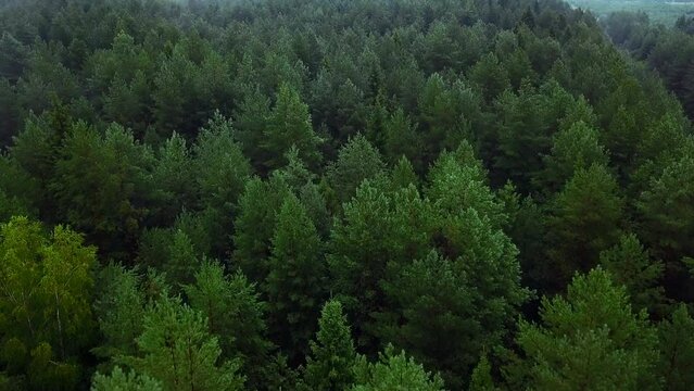 A myriad of green trees. Clip.A bird's-eye view of spruce and pine trees with fresh green branches.