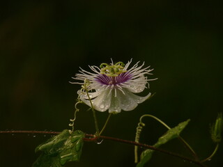 Passion Fruit Flower, with randrops and black background