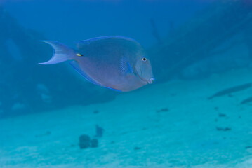 Blue tang surgeonfish Acanthurus coeruleus near a deep shipwreck