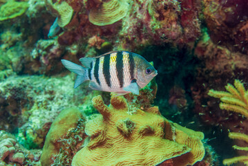 Fototapeta na wymiar Wild sergeant major or Abudefduf saxatilis swimming over coral