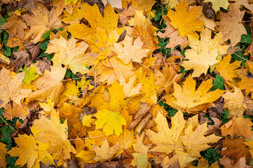 autumn leaves background