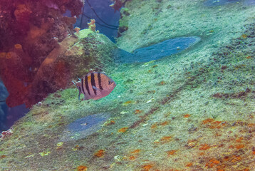 A sergeant major protects and cares for its eggs before they hatch