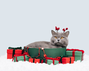 Christmas cat with reindeer horns and gift boxes in the snow on a blue background. British cat on winter background. Happy new year. Greeting card. Copy space. Symbol of 2023 new year.