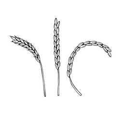 Wheat ears set vector illustration, hand drawing sketch