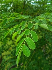 Moringa leaves, a myriad of benefits for health and the economy 