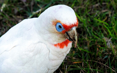 Long-billed Corella (Cacatua tenuirostris)