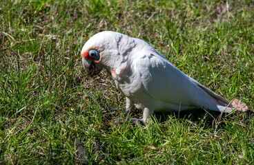 Long-billed Corella (Cacatua tenuirostris)