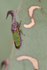 Oncometopia alpha leafhopper on agave © Tonia