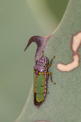 Oncometopia alpha leafhopper on agave © Tonia
