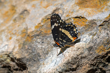 Bordered Patch (Chlosyne lacinia) © Tonia