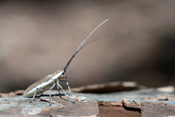 Longhorn Beetle © Tonia