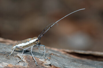 Longhorn Beetle © Tonia