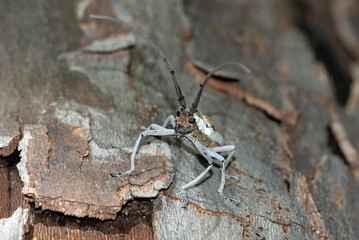 Longhorn Beetle © Tonia