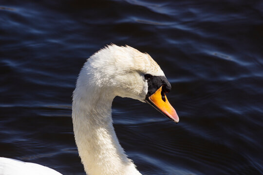 Cygnus olor, commonly known as a Mute Swan at the Newport Wetlands National Nature Reserve in South Wales, UK